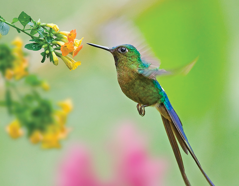 Birds and Bees