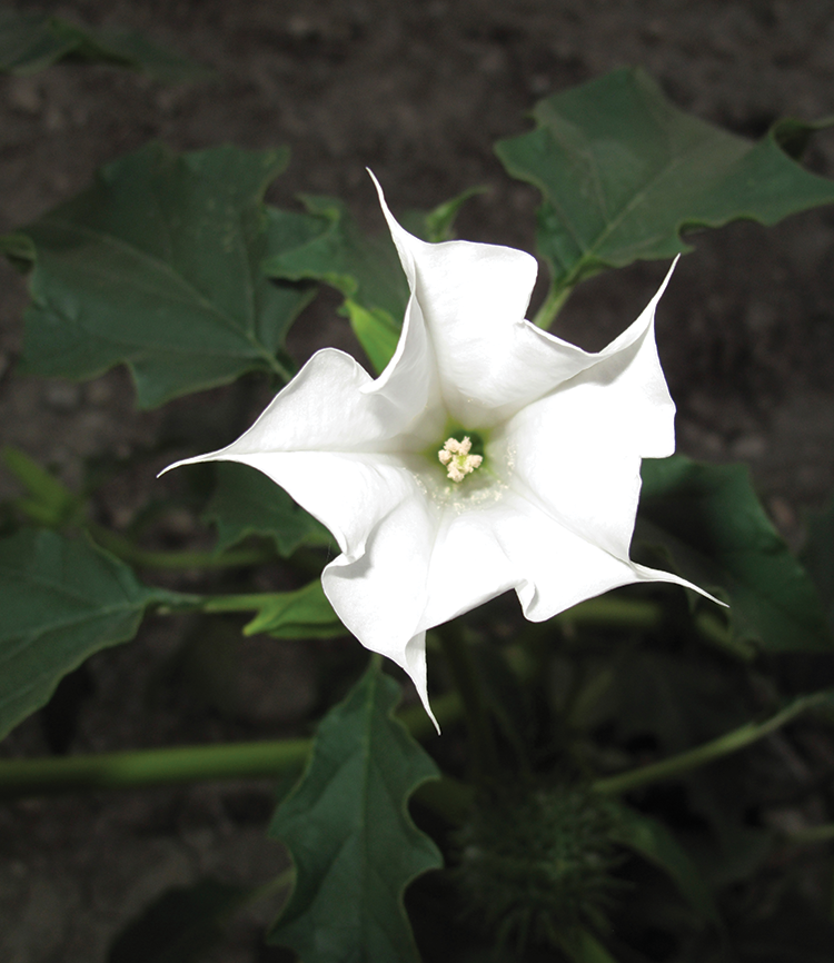 Brugmansia