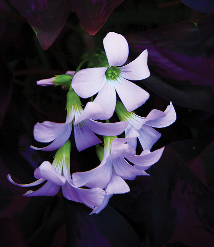 Oxalis (purple shamrock)